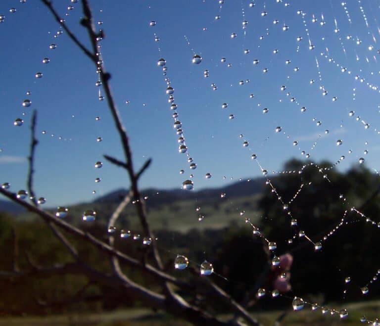 Dream Meaning Spiders: The Sacred Shadow