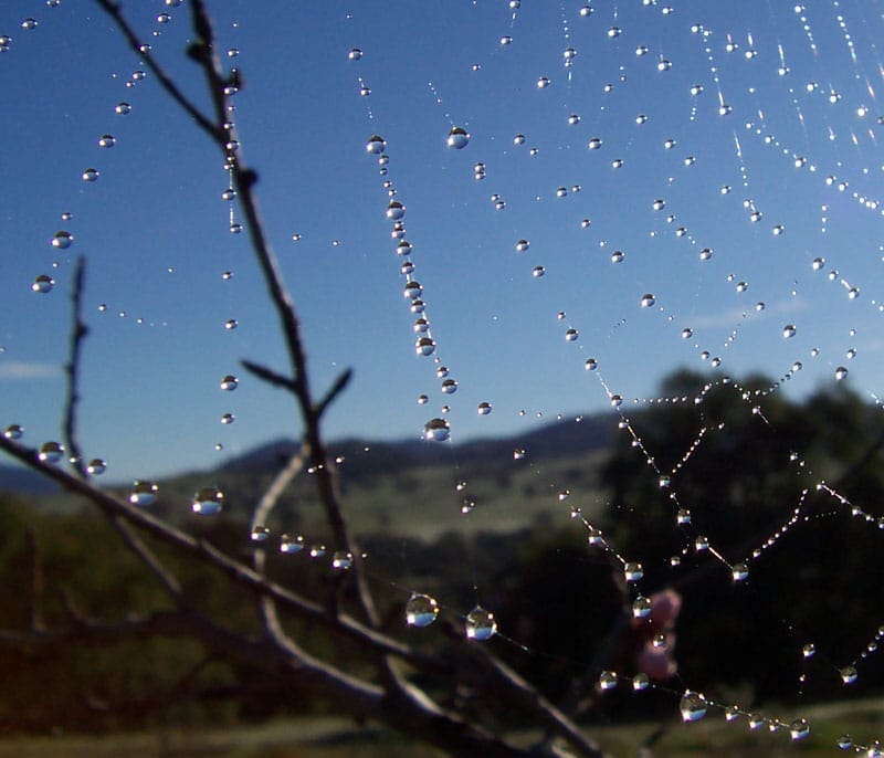 Dream Meaning Spiders: The Sacred Shadow