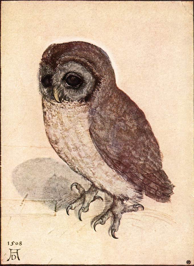 Albrecht Dürer — The Little Owl — owl symbolism wisdom and mystery