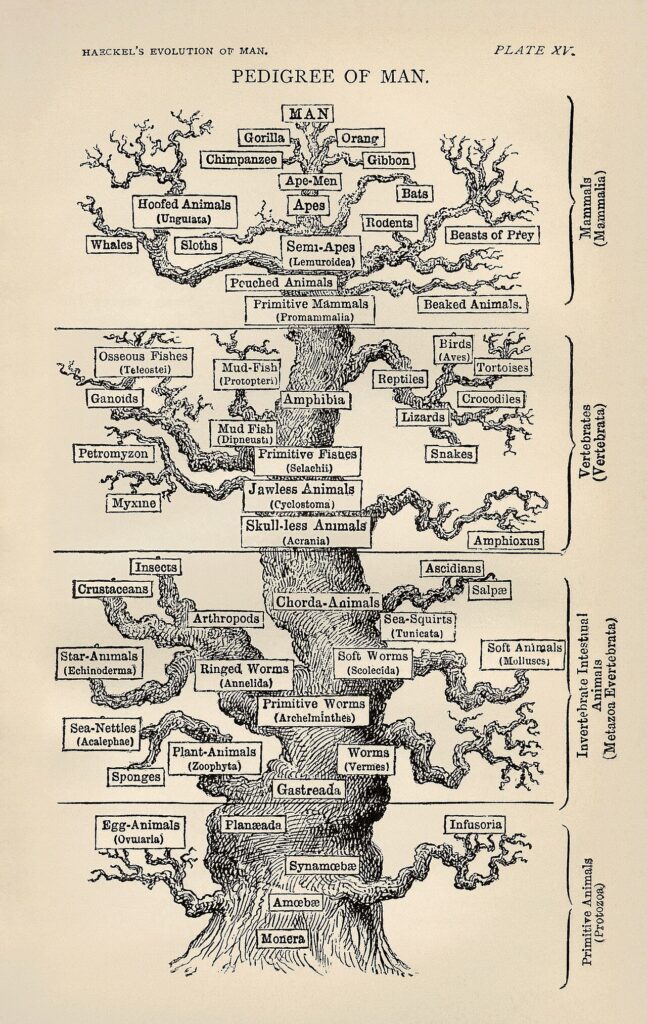 Tree of Life Kabbalistic diagram — ancient symbol of cosmic order and spiritual ascent